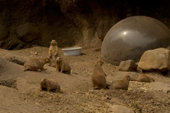 Prarie Dogs - 3